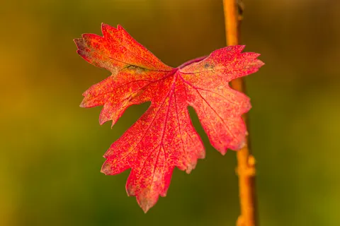 Autumn Leaves 4K Wallpaper · flowers · 3840×2560