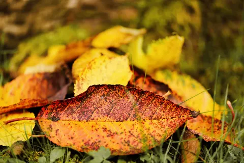 Autumn Leaves 4K Wallpaper · flowers · 3840×2560
