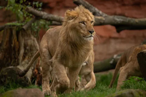 Fondo de pantalla León 4K · animals · 3840×2560
