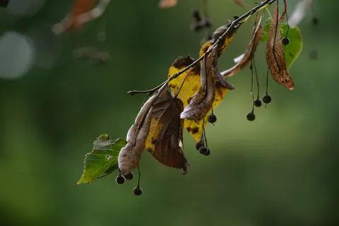 Autumn Leaves 4K Wallpaper · flowers · 3840×2563