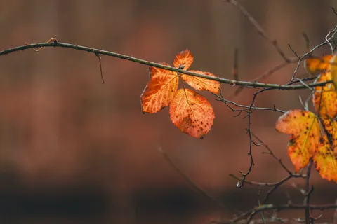Fond d'écran Feuilles d'automne 4K · flowers · 3840×2560