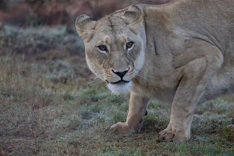 Löwe 4K Hintergrundbild · animals · 3840×2561