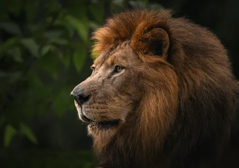 Papel de parede Leão 4K · animals · 3840×2693