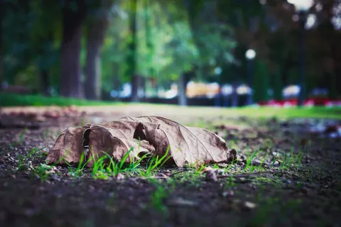 Autumn Leaves 4K Wallpaper · flowers · 3840×2560