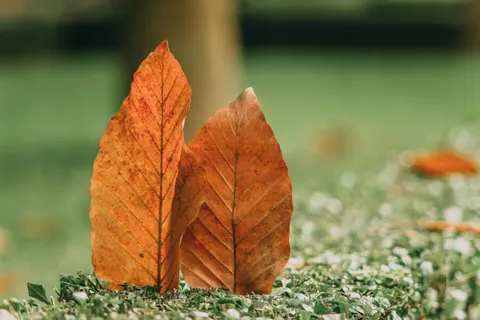 Fond d'écran Feuilles d'automne 4K · flowers · 3840×2560