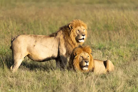 Löwe 4K Hintergrundbild · animals · 3840×2560