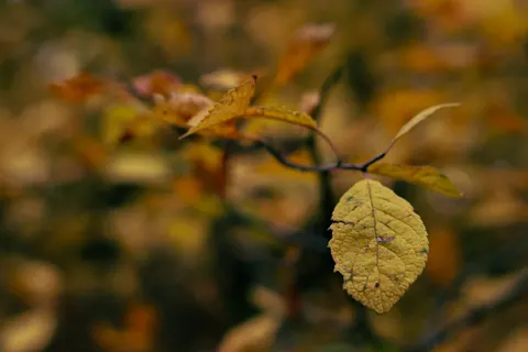 والپیپر برگ‌های پاییزی با کیفیت 4K · flowers · 3840×2560