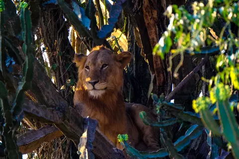 Fond d'écran Lion 4K · animals · 3840×2560