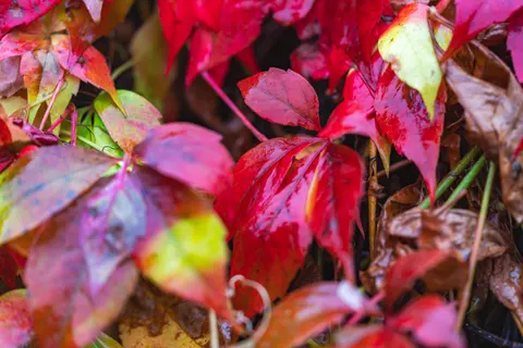 والپیپر برگ‌های پاییزی با کیفیت 4K · flowers · 3840×2561