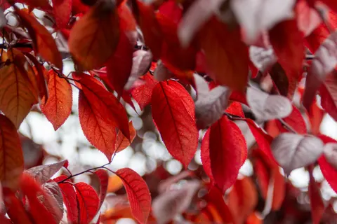 Autumn Leaves 4K Wallpaper · flowers · 3840×2560