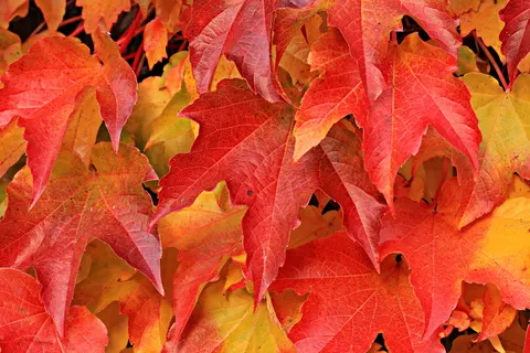Fond d'écran Feuilles d'automne 4K · flowers · 3840×2560