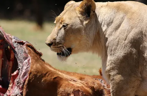Fondo de pantalla León 4K · animals · 3840×2525