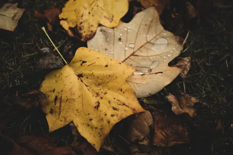 Autumn Leaves 4K Wallpaper · flowers · 3840×2560