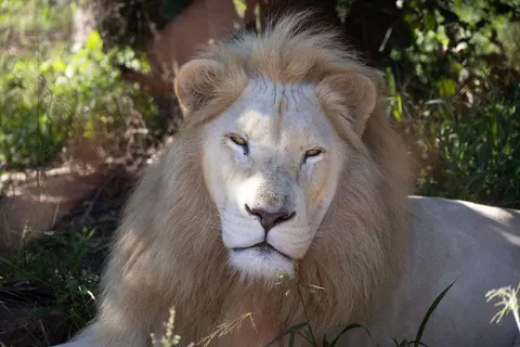 Lion 4K Wallpaper · animals · 3840×2561