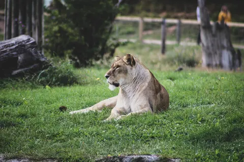خلفية أسد بدقة 4K · animals · 3840×2560