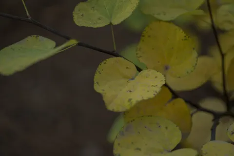 Fond d'écran Feuilles d'automne 4K · flowers · 3840×2560