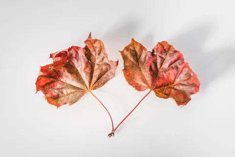 Autumn Leaves 4K Wallpaper · flowers · 3840×2563