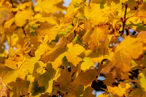 Autumn Leaves 4K Wallpaper · flowers · 3840×2560