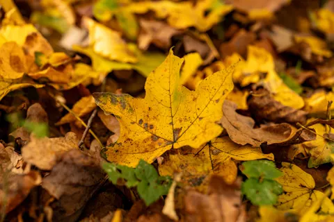 Fond d'écran Feuilles d'automne 4K · flowers · 3840×2560