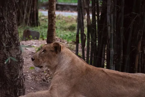 Löwe 4K Hintergrundbild · animals · 3840×2560