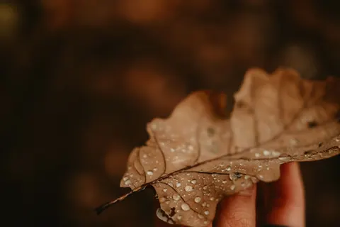 Fond d'écran Feuilles d'automne 4K · flowers · 3840×2560