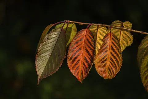 Autumn Leaves 4K Wallpaper · flowers · 3840×2560