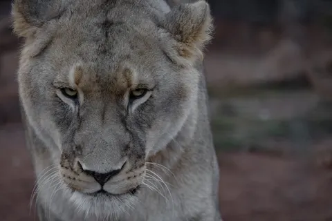 Fondo de pantalla León 4K · animals · 3840×2561