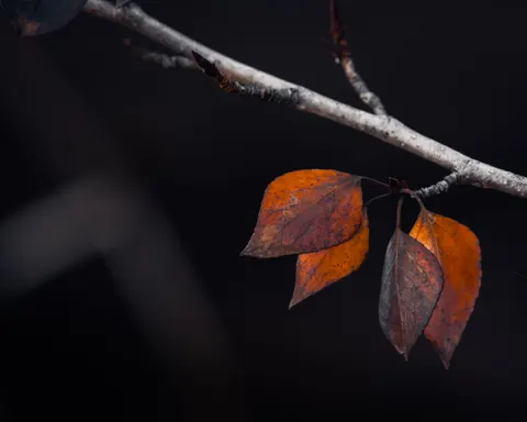 Autumn Leaves 4K Wallpaper · flowers · 3840×3072