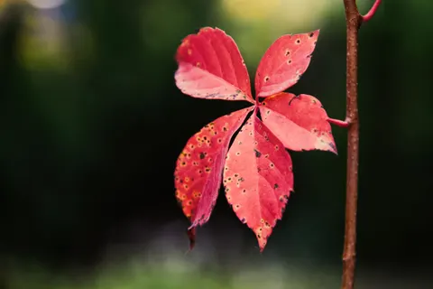 Fond d'écran Feuilles d'automne 4K · flowers · 3840×2561