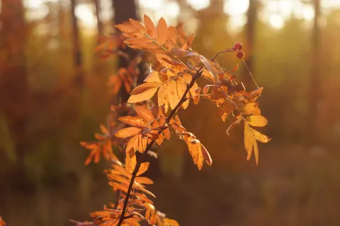 Autumn Leaves 4K Wallpaper · flowers · 3840×2560
