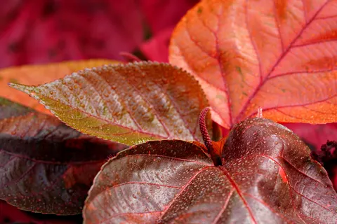 والپیپر برگ‌های پاییزی با کیفیت 4K · flowers · 3840×2561