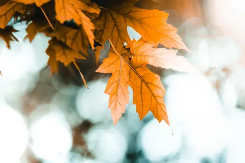 Autumn Leaves 4K Wallpaper · flowers · 3840×2561
