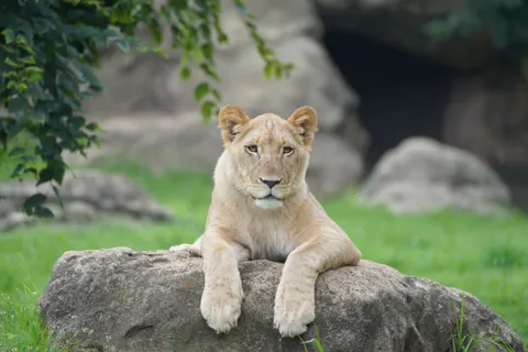 Löwe 4K Hintergrundbild · animals · 3840×2560