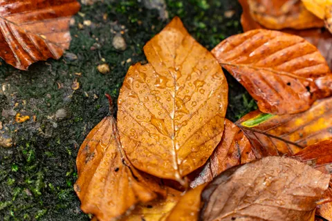 Autumn Leaves 4K Wallpaper · flowers · 3840×2561