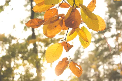 Fond d'écran Feuilles d'automne 4K · flowers · 3840×2560
