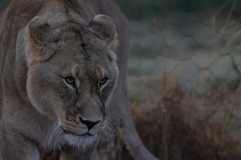 Fondo de pantalla León 4K · animals · 3840×2561