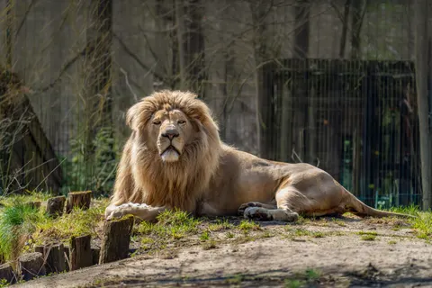 Fondo de pantalla León 4K · animals · 3840×2560