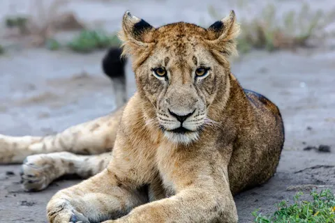 Fond d'écran Lion 4K · animals · 3840×2560