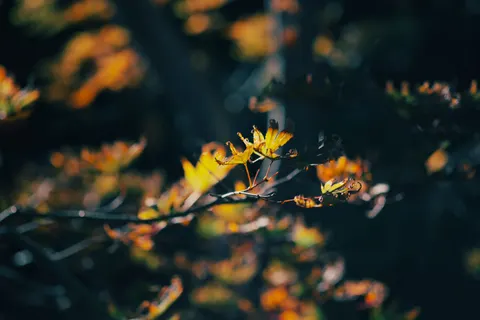 والپیپر برگ‌های پاییزی با کیفیت 4K · flowers · 3840×2560